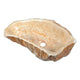 ANZZI Desert Shell Vessel Sink in Dark Honey Onyx